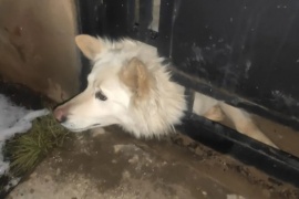 Bomberos rescataron a un perro atrapado