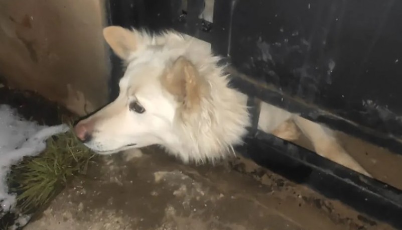 Bomberos rescataron a un perro atrapado