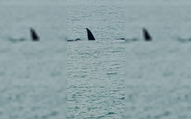 El domingo le regaló un avistaje de ballenas cercano a quienes paseaban por la costa