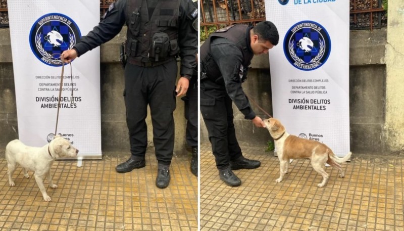 La ONG “Callejero Casa Quiere” se quedará con la custodia de los perros durante el proceso judicial. Fotografía: Agencia Noticias Argentinas / Policía de la Ciudad