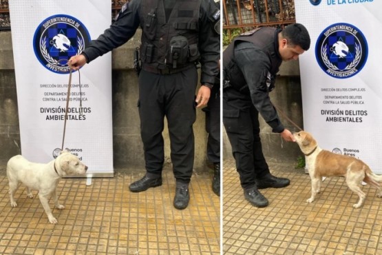 La ONG “Callejero Casa Quiere” se quedará con la custodia de los perros durante el proceso judicial. Fotografía: Agencia Noticias Argentinas / Policía de la Ciudad