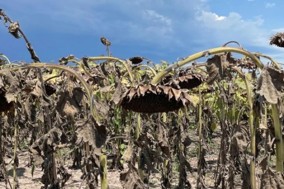 Cambio climático puede costarle a Latinoamérica baja de 12,5 por ciento en PBI