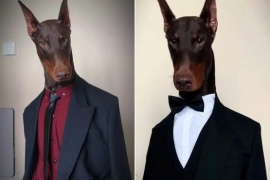 El doberman modelo que causa furor en Internet