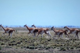 Una investigación permite conocer el impacto de los guanacos sobre los pastizales de Santa Cruz