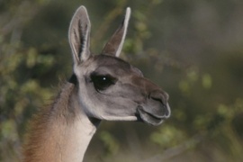 Se celebrará por primera vez el Día Internacional del Guanaco