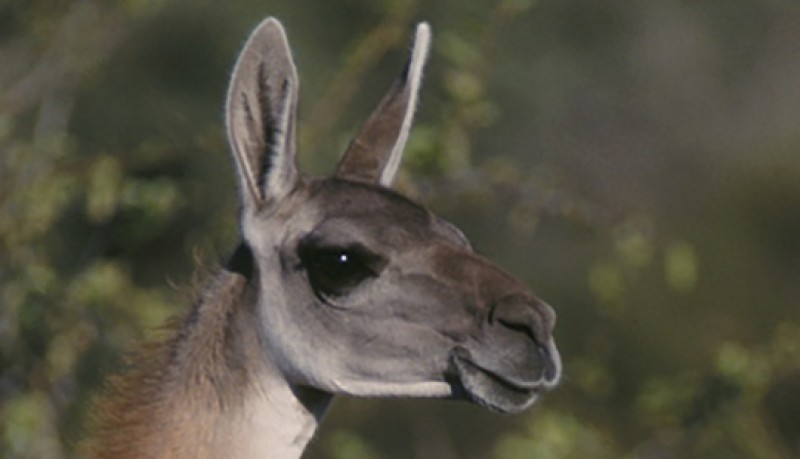 Bolivia-Chaco - GUANACOS -(Noss WCS)