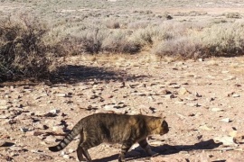 Chubut: estudian una población de gatos que vive aislada del ser humano