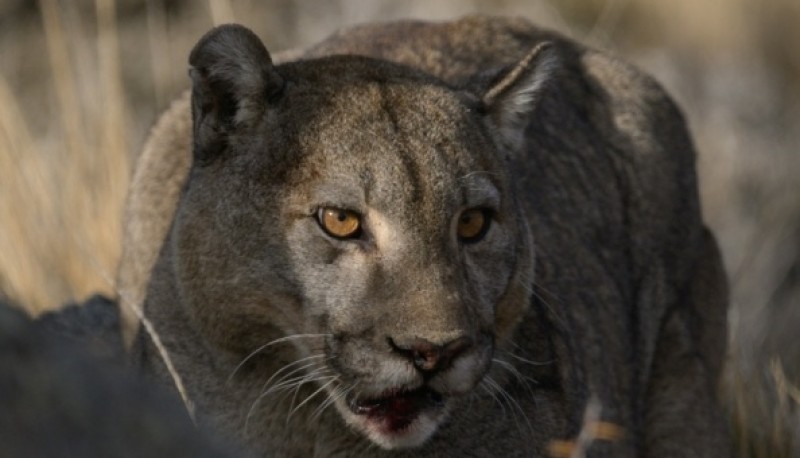 Foto de Franco Bucci. Fundacio?n Rewilding Argentina