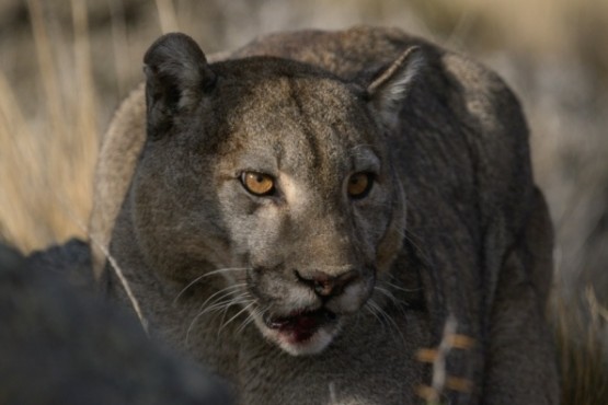 Foto de Franco Bucci. Fundacio?n Rewilding Argentina