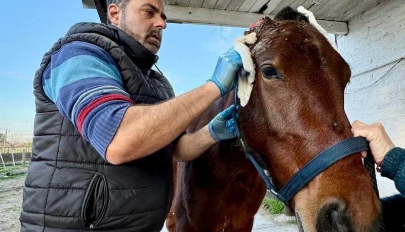 El presidente de la Asociación Contra el Maltrato Animal y veterinario, Ariel Corse, levanta de a poco el estado en que fue rescatado Vicentico, el caballo abandonado malherido que rescataron. Foto: ACMA.