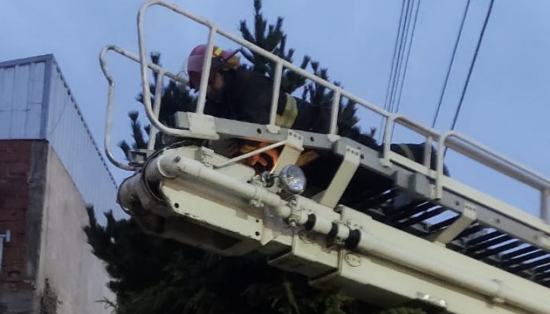 Bomberos rescató a un gato atrapado en un árbol