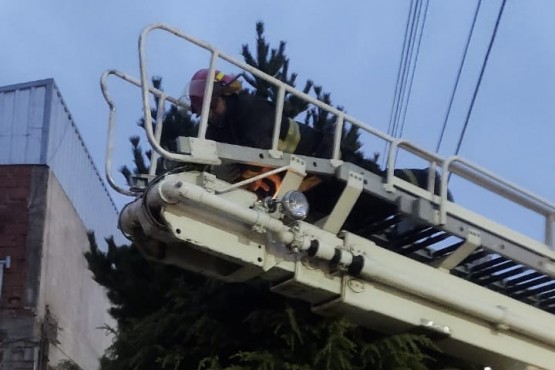 Bomberos rescató a un gato atrapado en un árbol