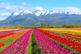 Un campo de 2 millones de tulipanes está por florecer en Trevelin