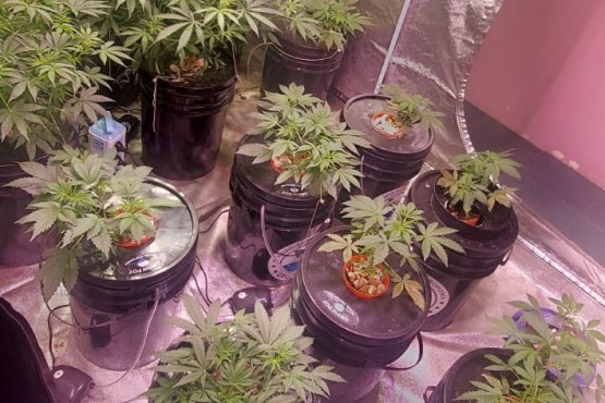 Secuestraron armas y plantas de marihuana en un allanamiento