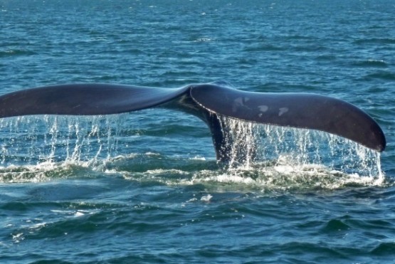 “Argentina tiene una industria sólida en avistaje de ballenas