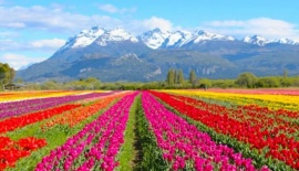 Un campo de 2 millones de tulipanes está por florecer en la Patagonia