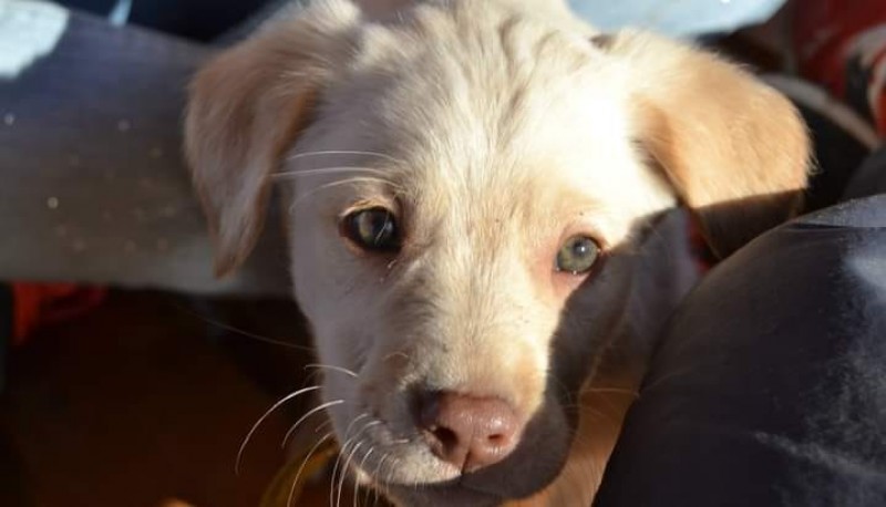 El cachorro de Jorge fue envenenado, y afortunadamente logró recuperarse.