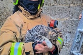 Bomberos rescataron a un gato atrapado en el techo de una casa