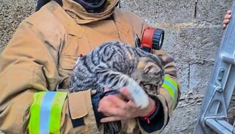 Bomberos rescataron a un gato atrapado en el techo de una casa