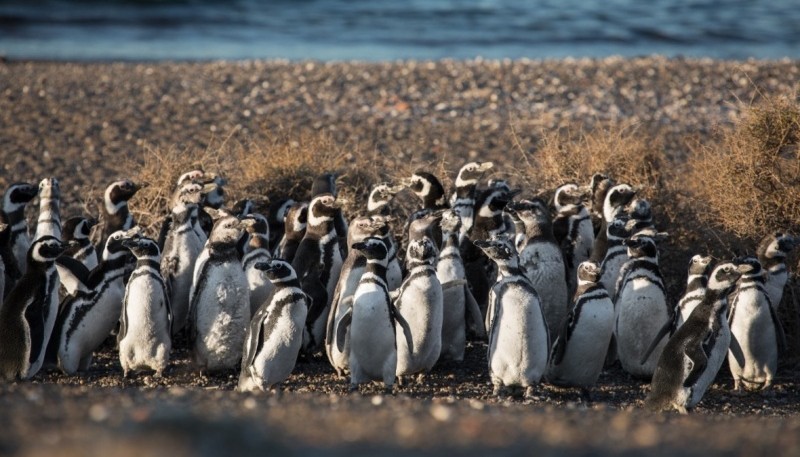 Temporada de Pingüinos de Magallanes