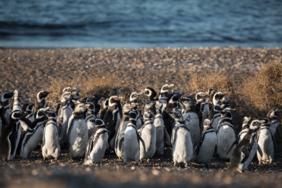 Temporada de Pingüinos de Magallanes