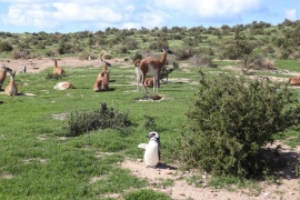 Aseguran la conectividad en las pingüineras