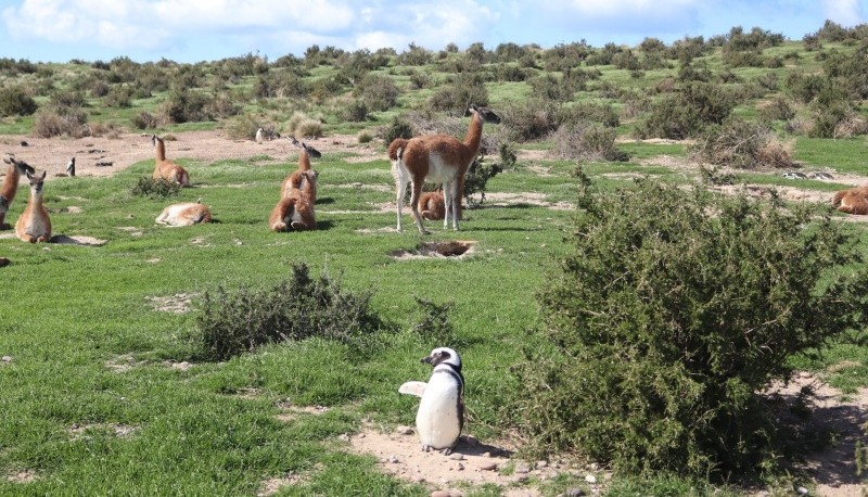 Aseguran la conectividad en las pingüineras