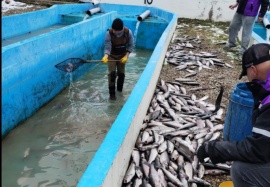 Aclararon qué pasó con los peces muertos y realizaron denuncia 