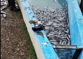 César Alarcón denunció "negligencia municipal" por la muerte de peces