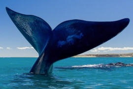 Fiesta de la Ballena: Puerto Pirámides celebra su especie emblemática