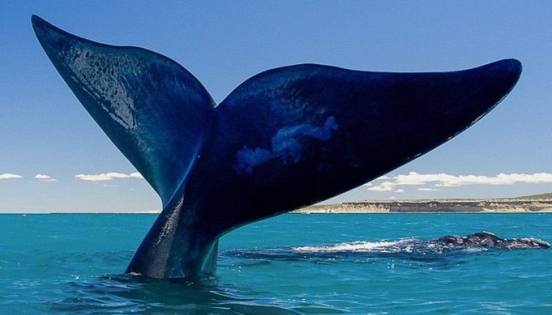 Fiesta de la Ballena: Puerto Pirámides celebra su especie emblemática