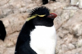 Parques Nacionales se prepara para el evento mundial de Observación de aves