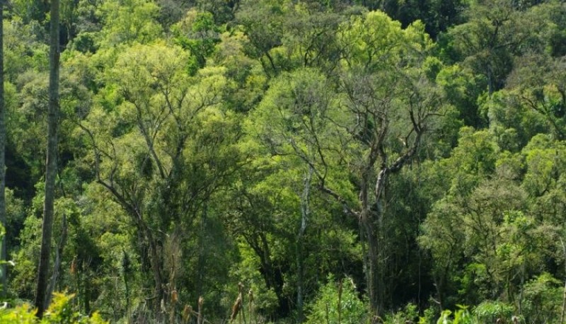 Bosques Nativos: el proyecto de presupuesto nacional 2025 le asigna el menor presupuesto de la historia para la Ley de Bosques. La provincia de Santa Cruz recibiría tan solo el 2,5% de lo que le corresponde