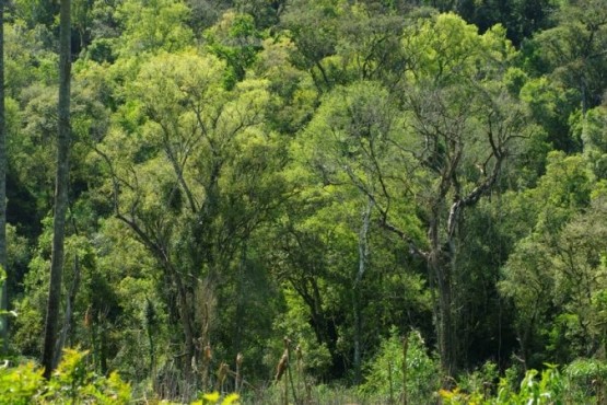 Bosques Nativos: el proyecto de presupuesto nacional 2025 le asigna el menor presupuesto de la historia para la Ley de Bosques. La provincia de Santa Cruz recibiría tan solo el 2,5% de lo que le corresponde