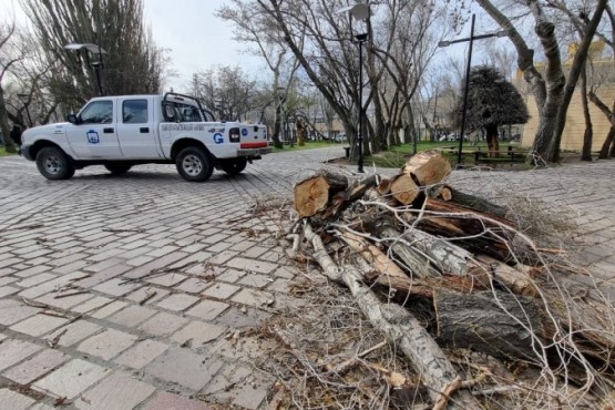 Trabajo de mantenimiento en la Plaza San Martín tras las fuertes ráfagas