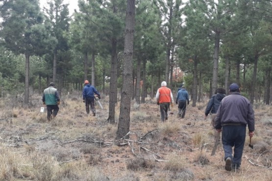 Jornada de capacitación para la prevención de la plaga sirex noctilio