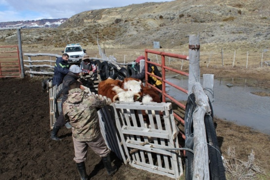 Allanan estancias del lago San Martín e incautan animales