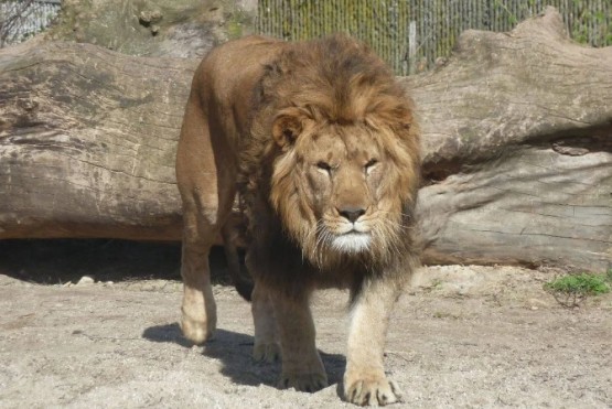 Un león mató a un cuidador en un zoológico