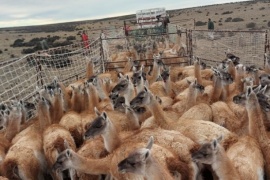 Productores analizarán el “Plan Nacional para el Manejo del guanaco’’