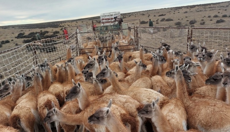 Encierre de guanacos 