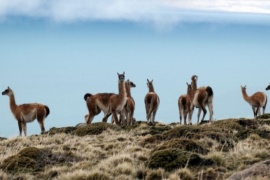 Actualiza el Plan Nacional para el Manejo Sostenible del Guanaco