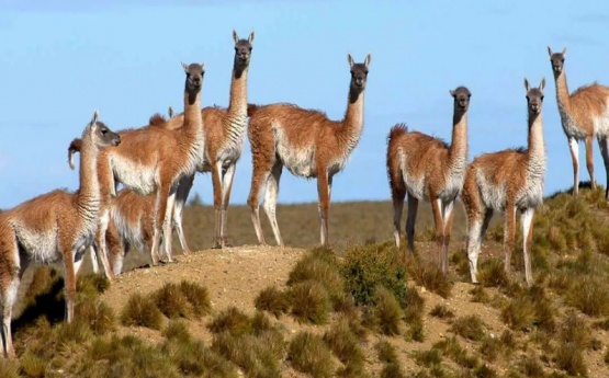 Se actualizará el Plan Nacional del Manejo Sustentable del Guanaco