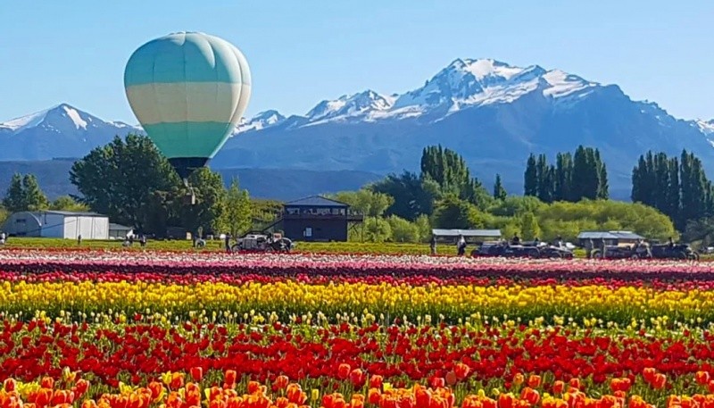 En el campo de tulipanes de Trevelin florecen 2.3 millones de bulbos en primavera. Foto: Agencia Noticias Argentinas / Tentación Turismo