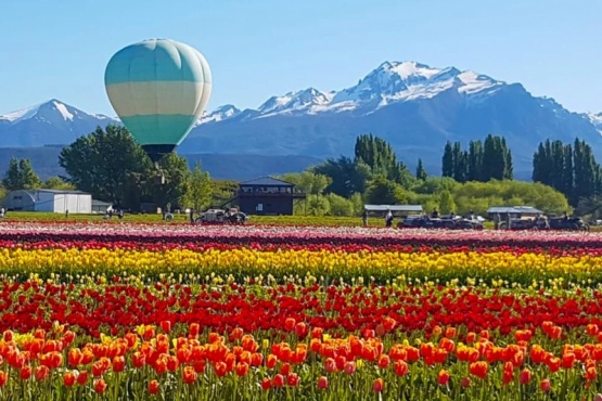 En el campo de tulipanes de Trevelin florecen 2.3 millones de bulbos en primavera. Foto: Agencia Noticias Argentinas / Tentación Turismo