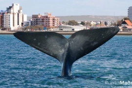 Puerto Madryn, un destino único por naturaleza