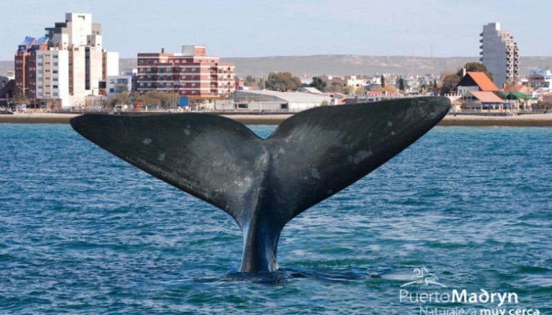 Puerto Madryn. Fotografía: Agencia Noticias Argentinas/redes.