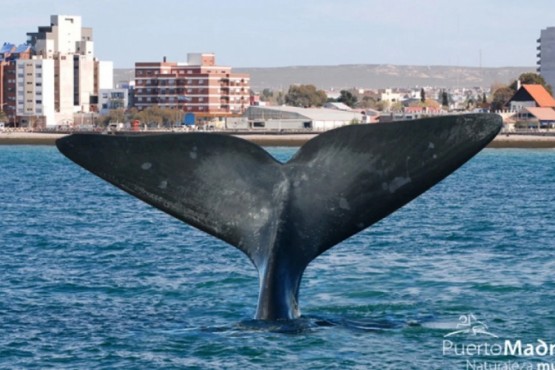 Puerto Madryn. Fotografía: Agencia Noticias Argentinas/redes.