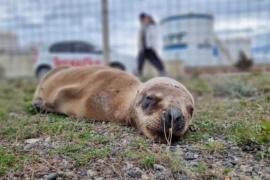 Resguardan a un lobo marino que descansa en la Costanera