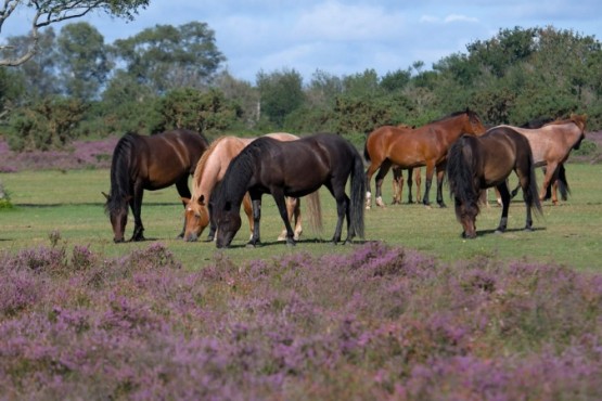 Encefalomielitis equina: La notificación de sospechas fortalece su vigilancia