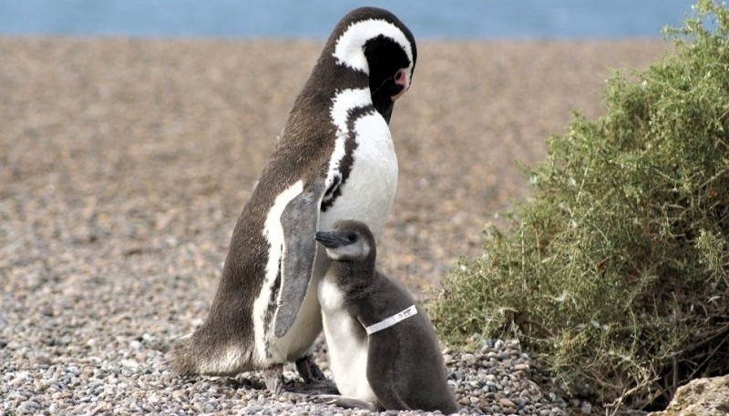 Revelan que el sexo de las crías de los pingüinos está relacionada con la fecha de puesta de los huevos